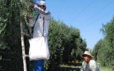 Un mayor volumen de aceitunas ayuda a paliar la suba de costos