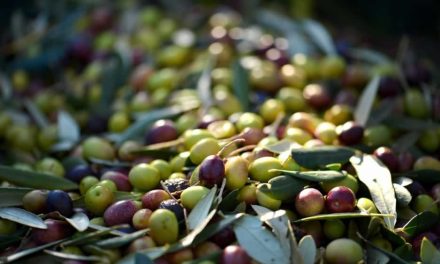 Se complica la campaña de aceite de oliva