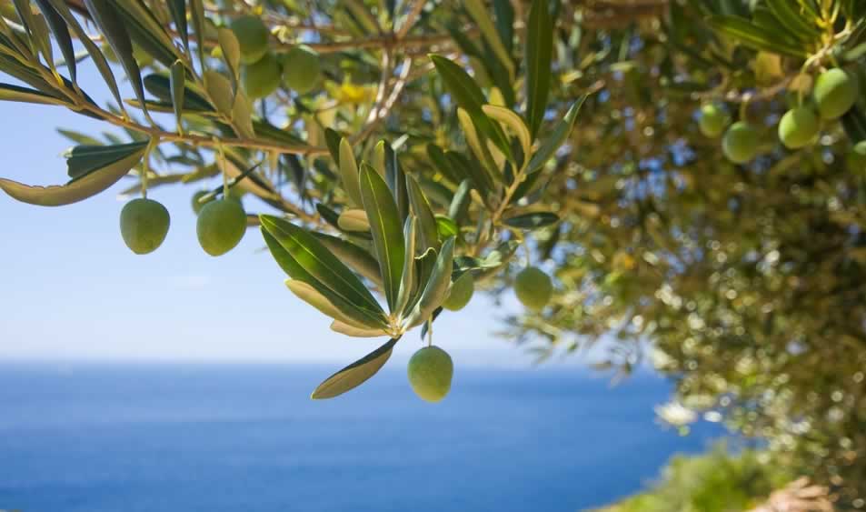 Hacia la mayor producción de aceite de oliva de la historia