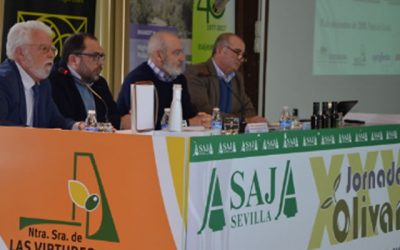 España no podrá compensar la caída de la producción mundial de aceite de oliva