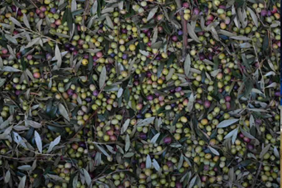 Italia se enfrenta a la peor campaña de su historia olivarera