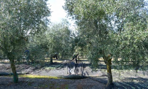 El olivo es el cultivo permanente mayoritario del mundo