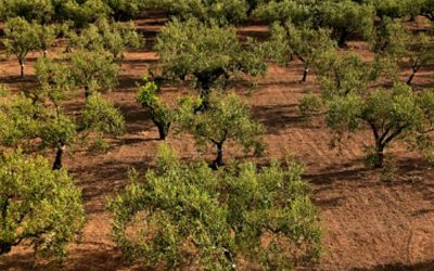 Reto en Europa: el uso de fertilizantes y la emisión de amoníaco