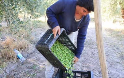 Piden que se excluya aceituna y aceite de oliva del acuerdo Mercosur Unión Europea