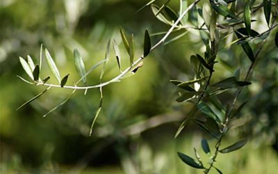 Mendoza logra la Indicación de Origen para sus aceites