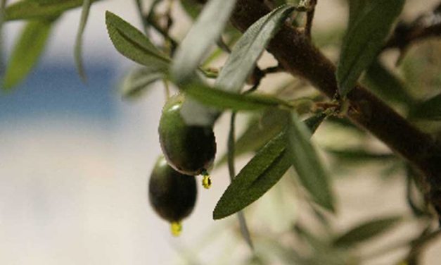 Se retira la oferta de aceite de oliva en origen