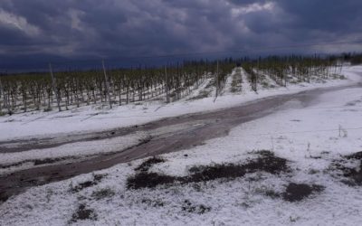 Está vigente el seguro contra inclemencias climáticas